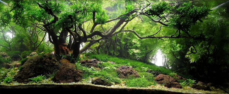 Illustration for article titled These beautiful natural landscapes are actually aquariums